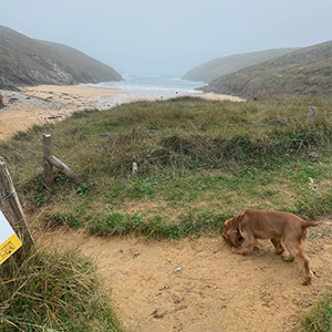 Aller en vacances avec son chien sur les îles bretonnes