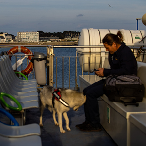 Voyagez avec votre chien en toute sérénité vers les îles du Morbihan avec BreizhGo Océane